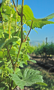 young grapes