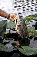 Larry Larsen photo of Bass in Pads