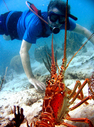 Giant Lobster