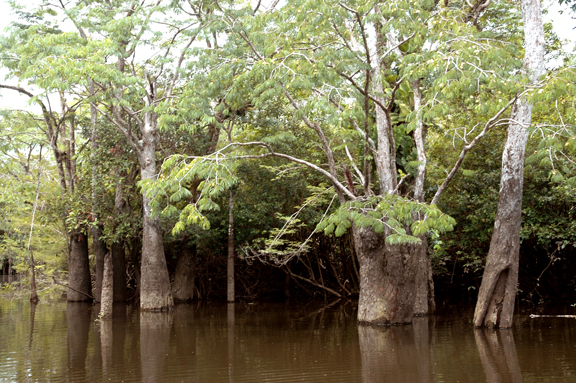 Peacock Bass Habitat