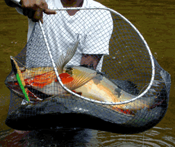 Unini River Peacock Bass