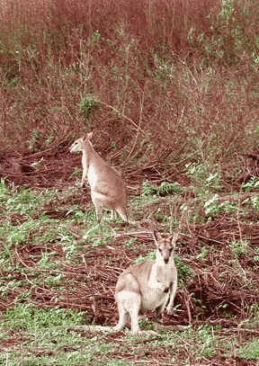 Australian Outback