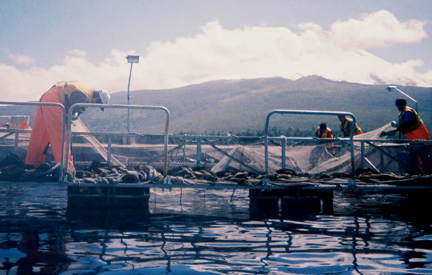 Salmon Farm on Llanquihue