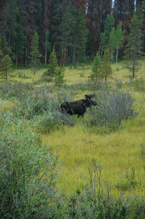 roadside attraction