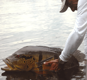 Rio Negro Peacock