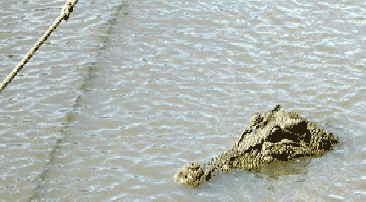 Australia Croc