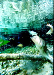 Underwater Bass photo by Larry Larsen