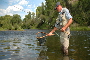 Colorado River Trout