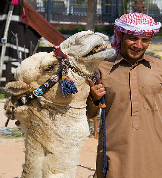 Camel in Dubai
