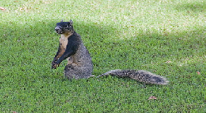 FoxSquirrel