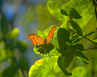 FtLaud2Butterfly