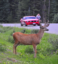 Deer by road