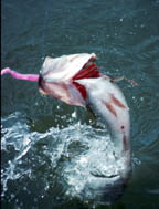 Bass jumping photo by Larry Larsen