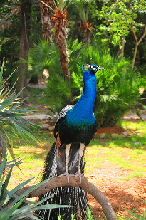 Peacock