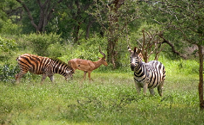 LAT5Impala&Zebra