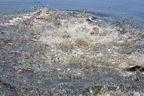 Hungry Barramundi