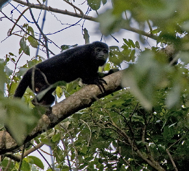 Black Howler Monkey