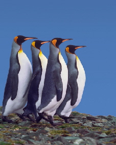 Penguin by Larry Larsen