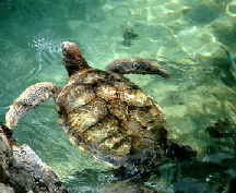 Sea Turtles at Coral World