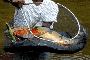 Unini River Peacock Bass