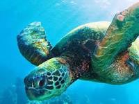 seaturtle